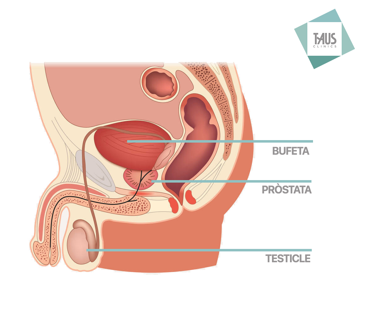 Representació visual detallada de l'anatomia relacionada amb la pròstata. En aquest context visual, es presenta una descripció gràfica que destaca la ubicació específica de la glàndula prostàtica en el cos.